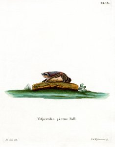 Buntfledermaus von German School