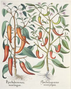 Pfeffer: 1. Piper Indicum maximum longum; 2. Piper Indicum minus recurvis filiquis, aus dem Hortus Eystettensis von Basil Besler, veröffentlicht 1613
