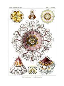 Peromedusae von German School