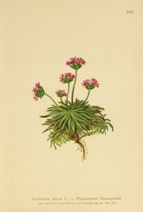 Rosa Mannsschild (Androsace carnea) von German School
