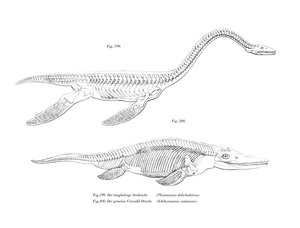 Plesiosaurier