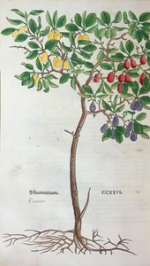 Pflaumenbaum, eine botanische Tafel aus dem Kräuterbuch von Leonhart Fuchs (1501-66), veröffentlicht in Basel, 1543 von German School