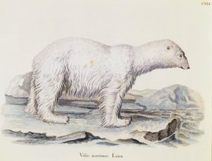 Eisbär (Ursus maritimus), aus Säugetiere aus der Natur illustriert mit Beschreibungen, von Johann Christian Daniel von Schreber, Gravur von IC Bock nach einer Zeichnung von Marechal, Band 3, Tafel 141 von German School