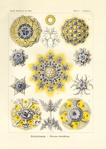 Polycyttaria von German School