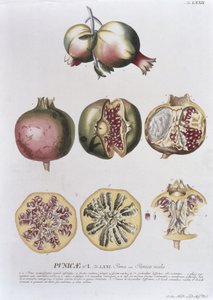 Granatapfel, graviert von Johann Jakob Haid (1704-67) Tafel 72 aus einem botanischen Buch, veröffentlicht von Augustus Vind