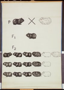 Poster, das Mendels Gesetz bei Meerschweinchen zeigt