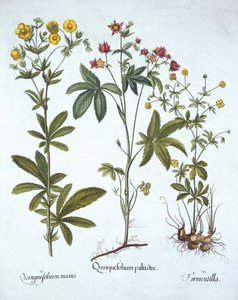Fingerkräuter, aus Hortus Eystettensis, von Basil Besler, veröffentlicht 1613 von German School