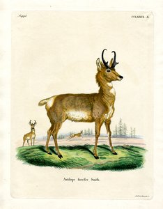 Gabelbock