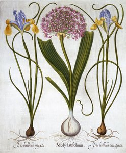 Lila Sensation und Spanische Schwertlilien, aus Hortus Eystettensis, von Basil Besler, veröffentlicht 1613