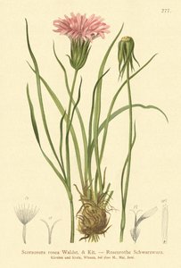 Rosa Schwarzwurzel von German School