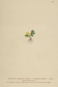 Zwerg-Hahnenfuß (Ranunculus pygmaeus, Ranunculus tappeineri, Ranunculus baerianus, Ranunculus pygmaeus var. Langeanu) von German School