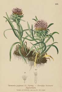 Zwerg-Saussurea