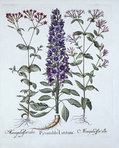 Pyramiden-Glockenblume, Muscipulas, aus Hortus Eystettensis, von Basil Besler, veröffentlicht 1613