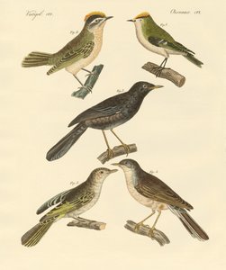 Seltene und schöne europäische und deutsche Vögel von German School