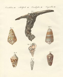 Seltene Muscheln von German School
