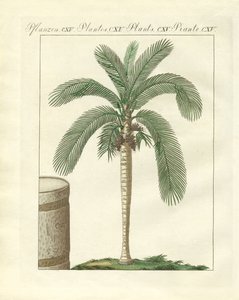 Seltene Bäume von German School
