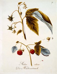 Himbeere, Illustration aus einem Buch deutscher Wildblumen von Johann Daniel von Reitter, veröffentlicht ca. 1803-5