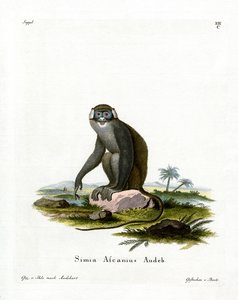 Rotschwanzmeerkatze