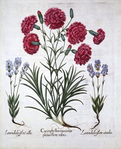 Rote Nelke und Lavendel, aus Hortus Eystettensis, von Basil Besler, veröffentlicht 1613