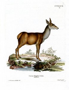 Rothirsch von German School