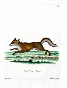 Rotfuchs von German School