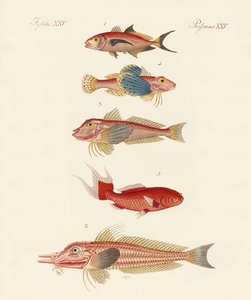 Rote Fische