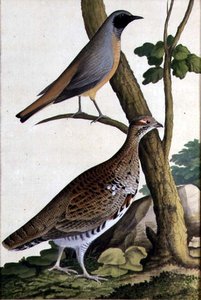 Rotschwanz und Haselhuhn von German School