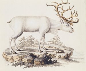 Rentier (Cervus tarandus), aus Säugetiere aus der Natur illustriert mit Beschreibungen, von Johann Christian Daniel von Schreber (1739-1810), Stich von I Nufsbiegel, Band 5, Tafel 248-C, Deutschland von German School