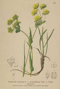 Felsen-Goldhafer (Bupleurum petraeum, Bupleurum graminifolium) von German School