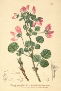 Rundblättriger Hauhechel
