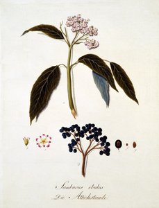 Sambucus Ebulus, aus 