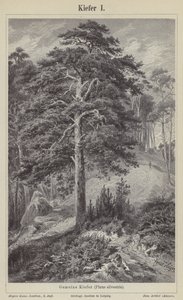 Waldkiefer (Stich) von German School