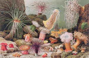 Seeanemone, Tafel aus Brehms Tierleben: Allgemeine Kunde des Tierreichs, Bd. 10, S. 581, veröffentlicht vom Bibliographischen Institut, 1893 von German School