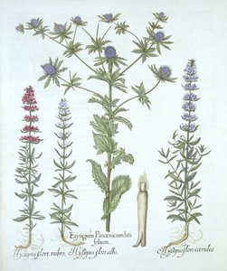 Meeresdistel und drei Arten von Ysop, aus Hortus Eystettensis, von Basil Besler, veröffentlicht 1613