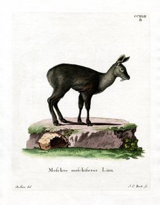 Sibirischer Moschustier von German School