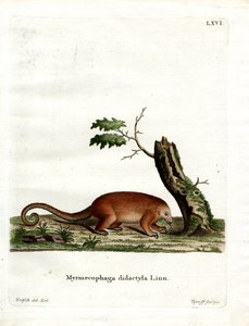 Seidenameisenbär