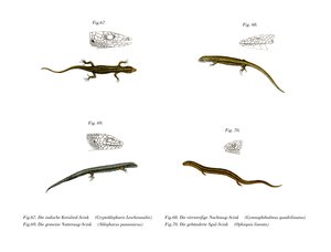 Skink von German School