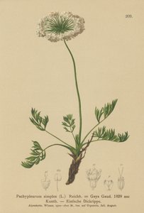 Kleine Alpen-Bärwurz (Pachypleurum mutellinoides, Pachypleurum simplex, Neogaya simplex, Gaya simplex, Ligusticum simplex)