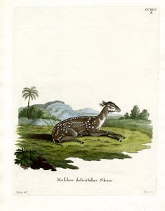 Kleiner Fleckenmuskel von German School