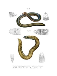 Kleinwurmleguan (Farblithografie) von German School
