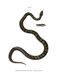 Glattnatter (Farblithografie) von German School