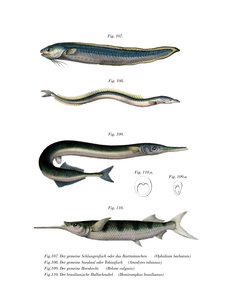 Schlangen-Schleimfisch