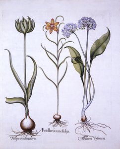 Schachbrettblume, Bärlauch und Tulpe, aus Hortus Eystettensis, von Basil Besler, 1613 von German School