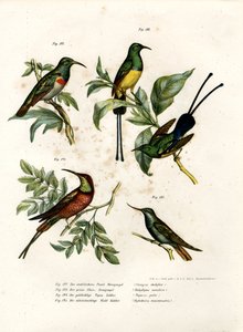 Südlicher Doppelkragen-Nektarvogel, 1864