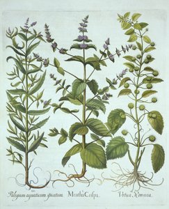 Grüne Minze, Römische Brennnessel und Langblättrige Rossminze, aus Hortus Eystettensis, von Basil Besler (1561-1629), veröffentlicht 1613