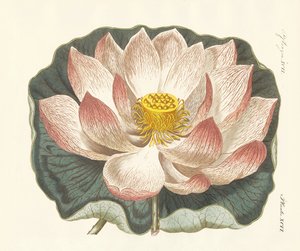 Prachtvolle Blumen