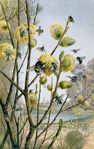 Frühling in der Insektenwelt, Tafel aus Brehms Tierleben: Allgemeine Kunde des Tierreichs, Bd.9, S.216, veröffentlicht vom Bibliographischen Institut, 1892 von German School