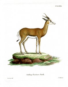 Springbock von German School