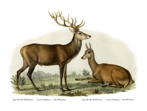 Hirsch, 1860 von German School