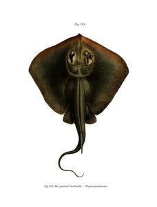 Stachelrochen